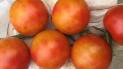 Hogyan ismerjük fel a ToBRFV vírust?