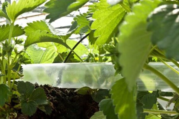 Hogyan lehet növelni a növényház CO2-koncentrációját?