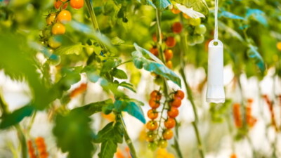 Priva-Aranet vezeték nélküli szenzorrendszerek