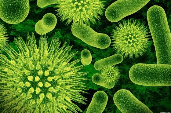 Mi a különbség a baktériumok és a vírusok között?