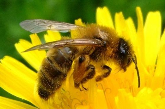 Miben különböznek a poszméhek a méhektől?