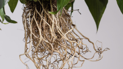 Hogyan mérhető a gyökerek oxigénszintje?