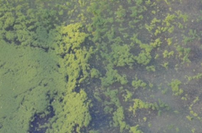 Menno Hortisept Clean a szerves szennyeződések ellen