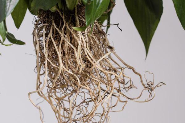 Hogyan mérhető a gyökerek oxigénszintje?