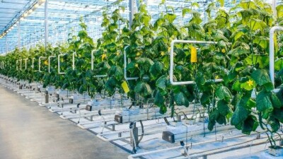 Hogyan növeljük növényeink ellenálló képességét